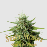 Super Strains Seeds - Cookies Krush