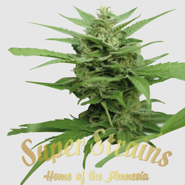 Super Strains Seeds - DFA Autoflowering